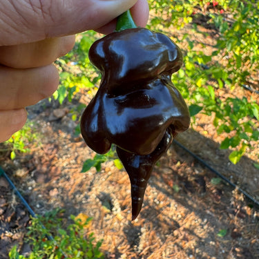 Trinidad Scorpion X Congo Chocolate - Seeds - The Pepper Pantry (Formerly Marie Sharp's)